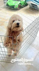  2 POODLE MALE 9 MONTHS OLD WITH MICROCHIP