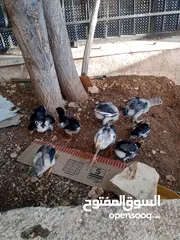  1 صيصان الماني
