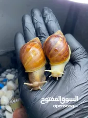  3 حلزون افريقي