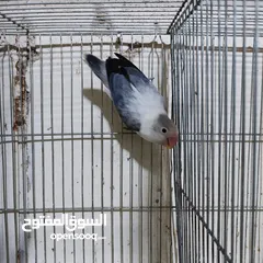  6 جوز فيشر ابلاين جوز منتج واهالي فراخ معهم فرخين مع امكانيه بيع الفراخ لحالها للزق اليدوي