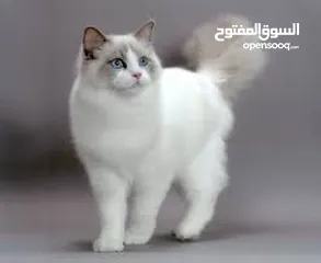  4 ذكر رغدول بيور  مع جوز اناثي للبيع