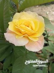  3 مشاتل وازهار الكوثر  الزراعيه