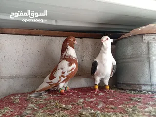  4 مخلف جديد ألماني ثوب صافي مطلوب 20