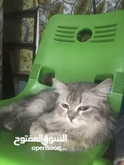  1 قطط همالايا