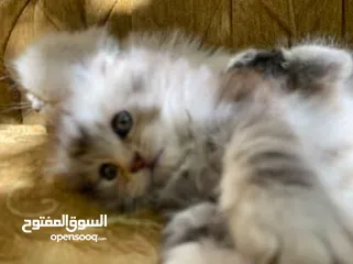  3 5 قطط مكس للبيع