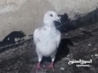  3 حمام للبيع