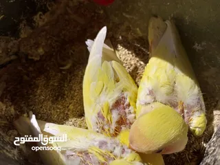  5 عصافير روز للبيع