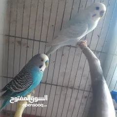  19 طيور حب للبيع سعر الجوز 15دينار مع قفص والمعالفه وبياضاه . طيور حب انجليزي