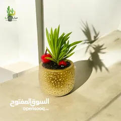  3 توزيعات للمناسبات والهدايا  وقواوير زينة داخل المنزل