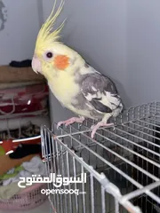  8 ببغاء كوكتيل ذكر فحل  للبيع او للبدل على فيشر نفس الي بصور مصبع اقراء الاعلان كويس