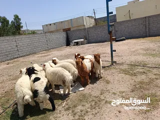  3 طليان لبينبي عدد 12