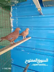  4 جوز مكاوي فراخ