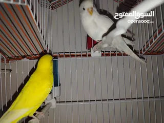  5 جوزين حب البينو للبيع