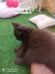  1 قطة يورك الأمريكية النادره