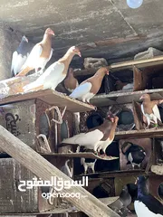  3 حمام زواج زق