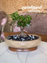  2 نبتة بونساي اليابانية الشهيرة