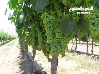  18 اشجار مثمره