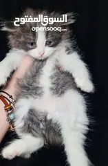  1 متوفر قطط راغدول عيون زرق  العمر شهرين