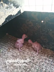  3 ببغاء الدره الأخضر