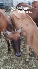  17 للبيع أبقار عمانية وجاعدة وكبش