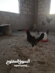  1 جاج بلدي للبيع