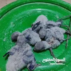  4 فراخ روز للزق اليدوي  وفراخ فيشر للزق اليدوي القراخ تحت اهلها الوان حلوة