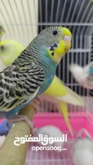  11 Ready to egg adult Budgies