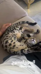  3 قط بنغال لعوب و جميل للتبني Bengal cat