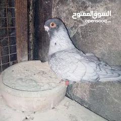  4 جواز نخب بالصلاة على النبي