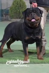 1 كلب روت وايلر للتزاوج أو للبيع