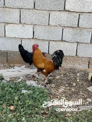  6 ديوك للبيع