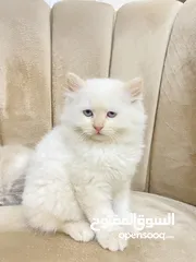  1 قطط راقية للبيع قابل للتفاوض – صحة، نظافة، ومرح  كتن  قطط سكوتش فولد مكي همالايا  العمر شهر ونص