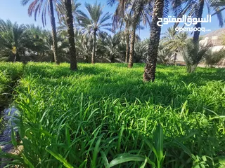  1 أعلاف حيوانيه للبيع