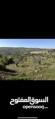  1 قطعة أرض فيها تسع شجرات زيتون