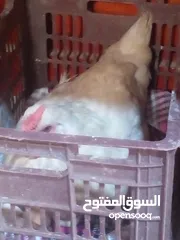  1 دجاج عربي غشنه كافه 30 الف