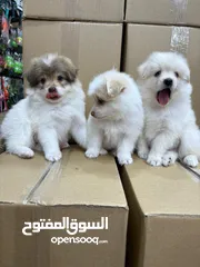 3 كلاب بمرنيان تي كب حجم صغير كف اليد لعوبين صحه تمام يوجد اغراض وتوصيل السعر