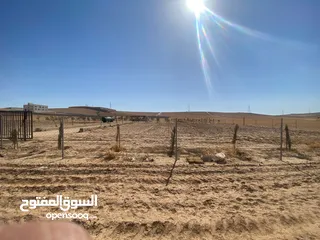  4 مزرعه زيتون