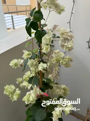  4 healthy beautiful plant