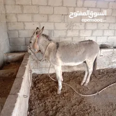  1 حمار حراث كفالة للبيع  الحاله الصحيه ممتازه الطول 4شبر كفاله حراث من الصباح إلى المساء