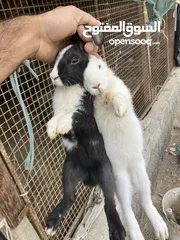  1 أرانب للبيع عمر 5شهور تقريباً
