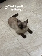  5 قطة سيامي بيور