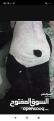  1 دب باندا كبير جداً بحاجة خياطة من الخلف فقط طوله 110