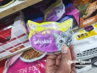  1 تريت تمبتشين ويكساس