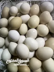  1 بيض الدار محلى