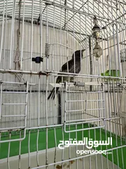  2 ثلاث بلابل أليفات البيع الحبه علا 15د