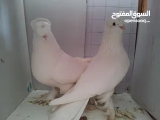  1 مطلوب طيرة حمام عداد جامبو ابيض