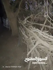  25 تشكيلة حطب للبيع