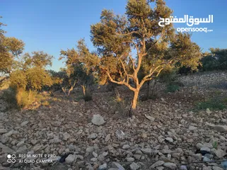  5 ارض للبيع بعملة الشيكل فى عصيرة الشمالية