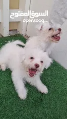  1 Maltese 4 months