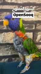  3 طير لوري رينبو